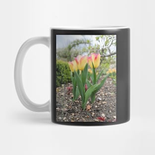 Pink and yellow tulip flowers Mug